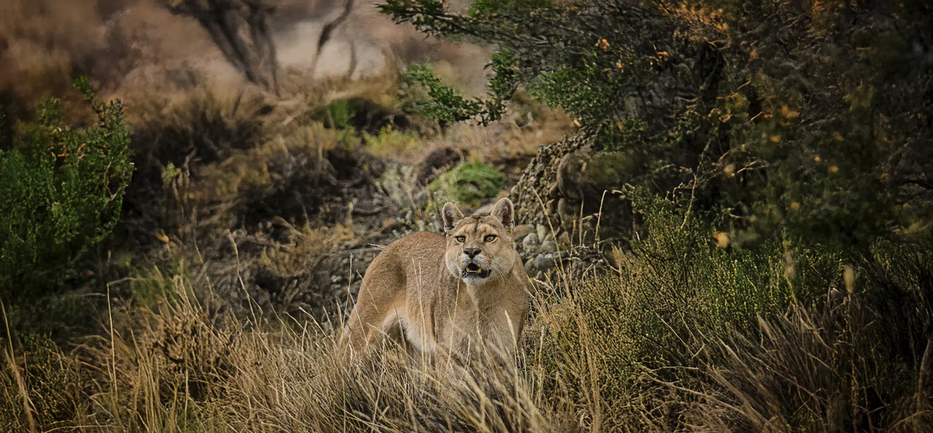 Puerto Natales, epicentro de la Cumbre Mundial del Turismo 2025